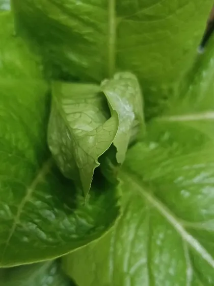 A close-up of a Romaine lettuce head, freshly harvested from one of our pods. The leaves are crisp, clean, and ready to eat.