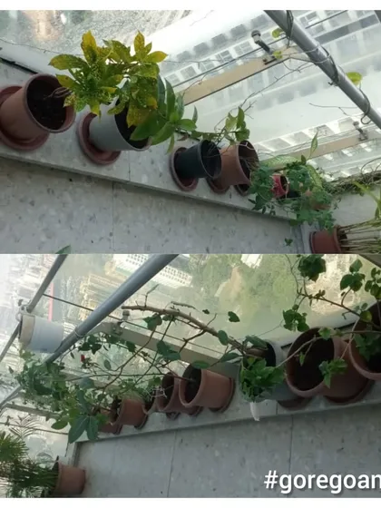 A client's creeper plants in Goregaon East were struggling. We provided support, pruned unhealthy sections, and applied necessary nutrients, resulting in vigorous new growth along the wall.