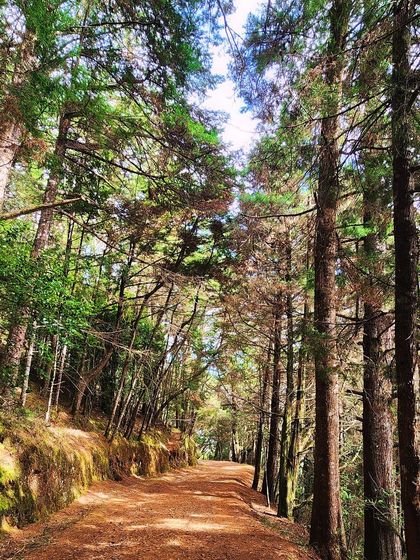 A sun-dappled path through the Cairn Hill Reserve Forest, perfect for a quiet and meditative walk.