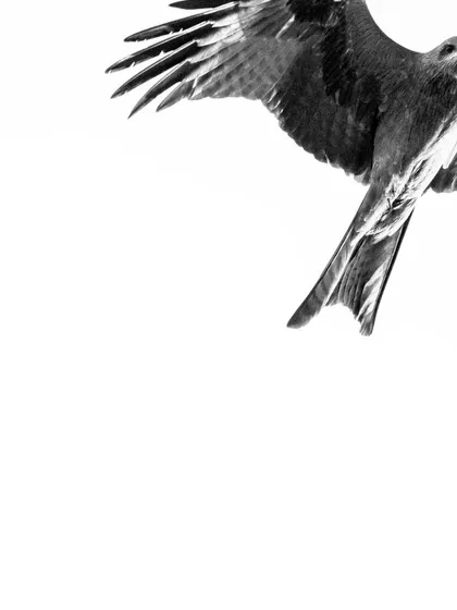 A high-key black and white photo of a Black Kite. The composition is intentionally cropped to make it feel like the bird is soaring right out of the frame, adding a sense of dynamic movement.