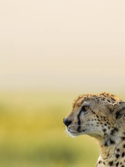 In this shot, Nora's elegant profile is the star. The minimalist composition allows her beauty to speak for itself, creating a serene and artistic wildlife portrait.