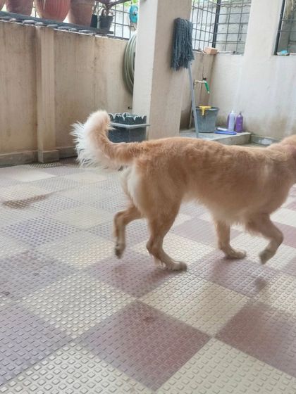 A happy Golden Retriever walking around after its grooming. A clean pet is a comfortable pet.