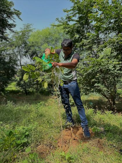 A volunteer waters a young tree at the Ghata Bundh site. Consistent watering during the initial years is critical for the saplings to establish deep roots and become self-sufficient.