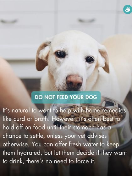 The Pack - Pet Parent Education & Workshops Your Dog's Health & Wellness photo 25