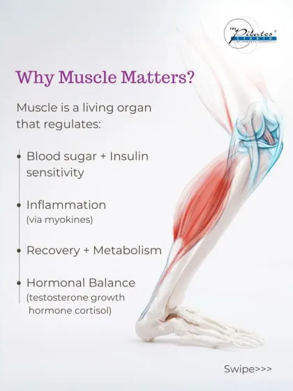 Muscle is a living organ that regulates critical bodily functions. This graphic explains how muscle mass impacts everything from blood sugar and inflammation to metabolism and hormonal balance.