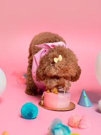 Pet Event Photography