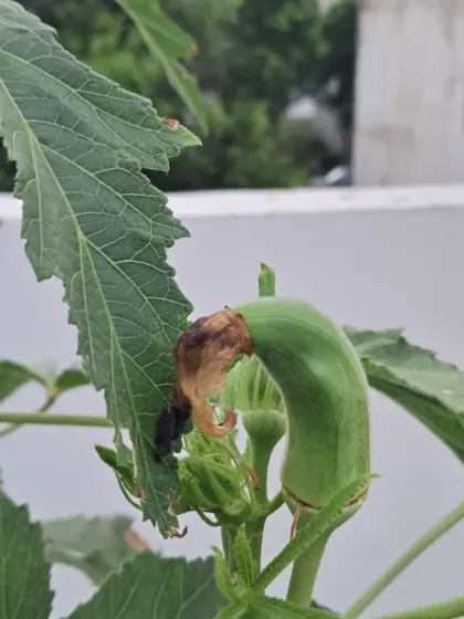 Bhardwaj - Urban Gardening Consultation Grow Your Own Organic Vegetables photo 11