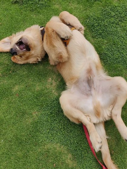 Aditi - In-Home Pet Sitting Meet the Whole Gang photo 5