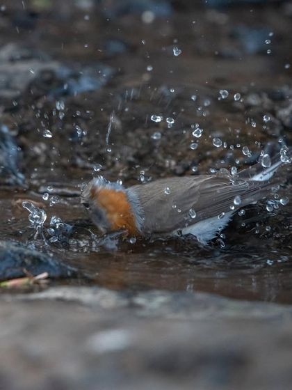 Another energetic splash from the Red-breasted Flycatcher, trying to cool off.