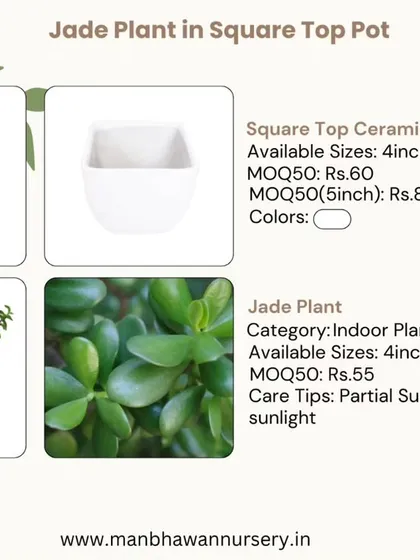 This combo features a Jade Plant in a square top ceramic pot. It's a beautiful and meaningful gift, as the Jade plant is a symbol of prosperity and good fortune.