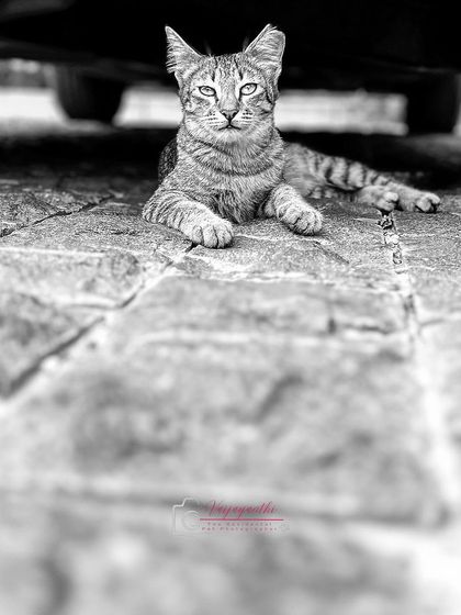 A community cat staring confidently from under a car. In black and white, her gaze becomes even more intense and captivating.