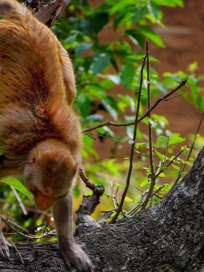 Manya Upadhyay - Travel & Documentary Photography Wildlife Encounters photo 54