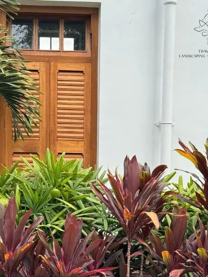 The striking, deep red foliage of Cordyline plants provides a bold color contrast against the green palms and a white wall.