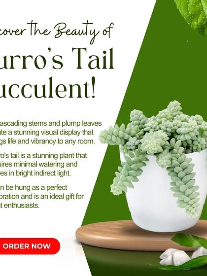 Discover the beauty of the Burro's Tail succulent. Its cascading stems and plump leaves create a stunning visual display, perfect for a hanging planter. It requires minimal watering and thrives in bright, indirect light.