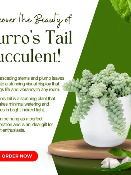 Discover the beauty of the Burro's Tail succulent. Its cascading stems and plump leaves create a stunning visual display, perfect for a hanging planter. It requires minimal watering and thrives in bright, indirect light.