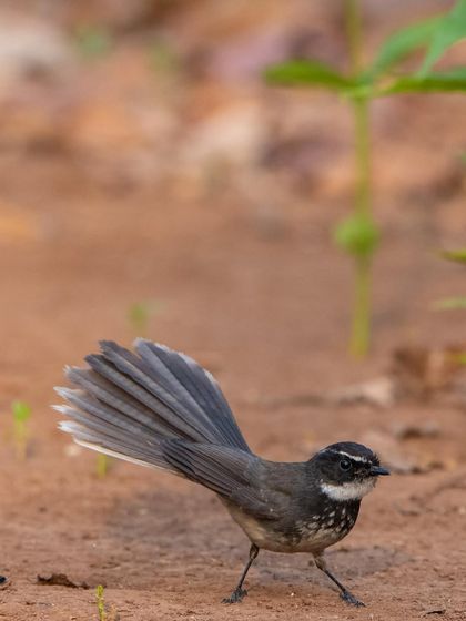 A White-browed Fantail on the ground, fanning its tail as it forages for insects.