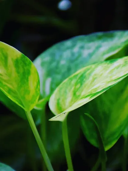 This is a close-up of the variegated leaves of a Golden Pothos. Known for its hardiness, this plant is excellent at filtering airborne toxins and can thrive in a variety of indoor environments.