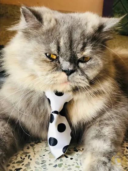 Meet the boss. We love getting to know each cat's unique personality, and this dapper fellow in his polka-dot tie is clearly in charge of the afternoon meeting.
