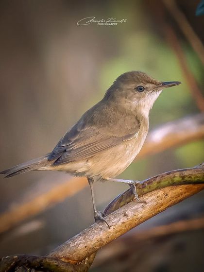 Portraits of the Wild photo 32