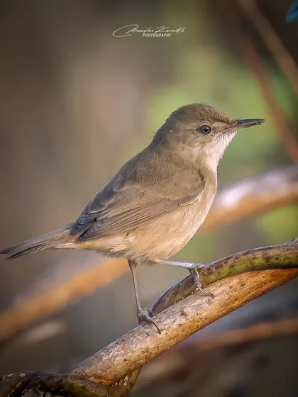 A Blyth's Reed Warbler, a classic "little brown job" that can be hard to identify. A clear portrait like this is essential for birders and shows attention to detail.