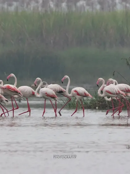 A flock of Greater Flamingos wades through the misty waters of a wetland. Their pink plumage adds a splash of color to the serene landscape.