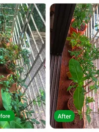 Residential Plant & Garden Maintenance