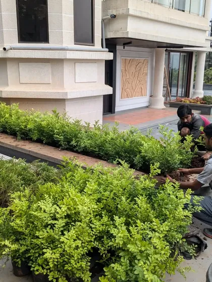 Our team adds new shrubs to an existing garden bed, carefully placing them to create a full, lush look.