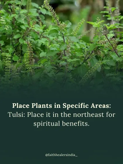 Tulsi (Holy Basil) is a sacred plant with immense purifying energy. Placing it in the northeast corner of your home brings spiritual benefits and cleanses the environment.
