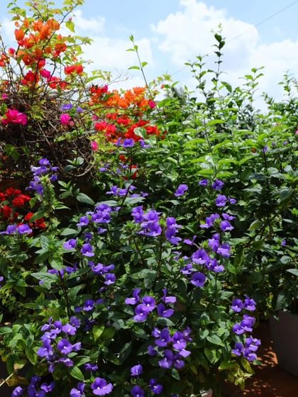 A tight shot focusing on the contrast between the purple and orange flowers. Careful plant selection ensures a long season of continuous color.