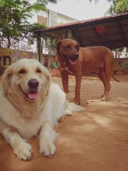 PetStepin - Pet Boarding & Daycare Portraits of Our Happy Guests photo 43