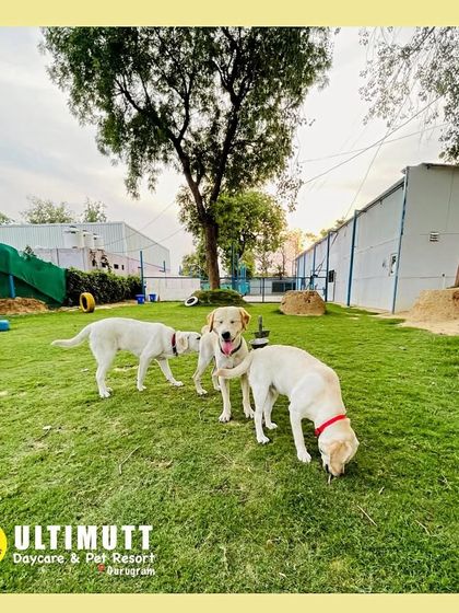 A glimpse of one of our large, grassy play areas. We have plenty of room for running, sniffing, and exploring, complete with fun agility equipment like tires and ramps.