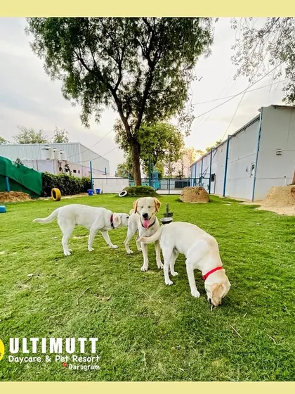 Our large outdoor area is perfect for soaking up the sun and enjoying the fresh air. Here, a few of our guests take a break from playing to relax on the cool grass.
