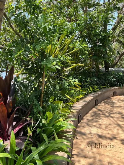 We use plants with different colors, like the reddish-purple cordyline, to add pops of color and contrast to our green palettes. This adds another layer of visual interest along the pathway.