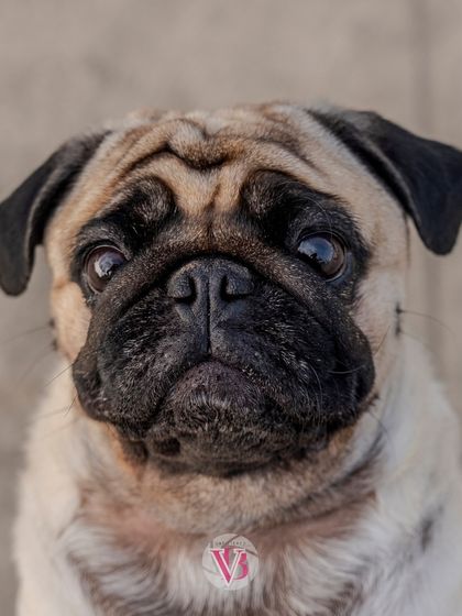 A close-up of a pug's wonderfully expressive face, from my September recap.