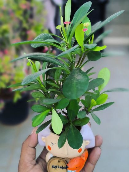 Succulents & Cacti photo 11