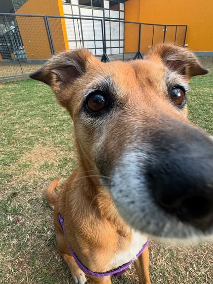A wise old face with a very prominent nose. Every dog is a supermodel here.