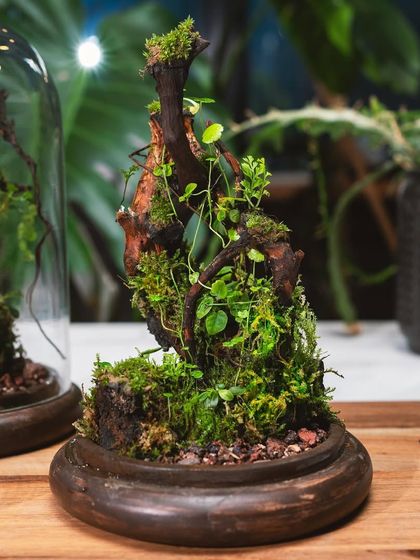 Glass Dome & Cloche Terrariums photo 10