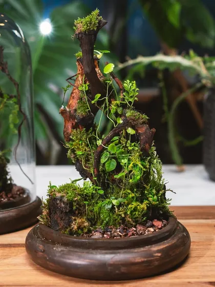 Here, the glass dome is removed to show the intricate, vertical arrangement of moss and plants on a piece of driftwood. This design brings a touch of the forest floor into your home.