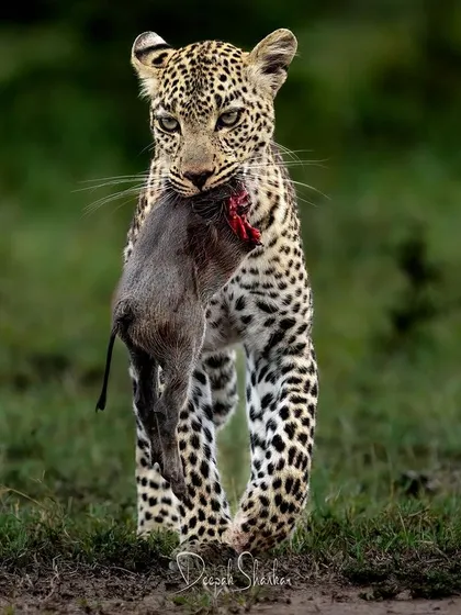 This is Faulu, a female leopard, with her warthog snack. It’s a stark reminder of the unforgiving cycle of life and death in the wild, where one animal's meal is another's end.