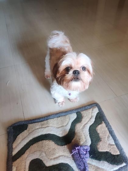 PL Paws - Dog Adoption Services Happy Tails: Our Adoptees in Their Forever Homes photo 120