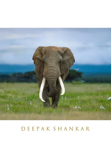 These images further celebrate the giants of Africa. From the gentle giants like giraffes and elephants to the striking patterns of zebras, each photo tells a story of life on a grand scale.