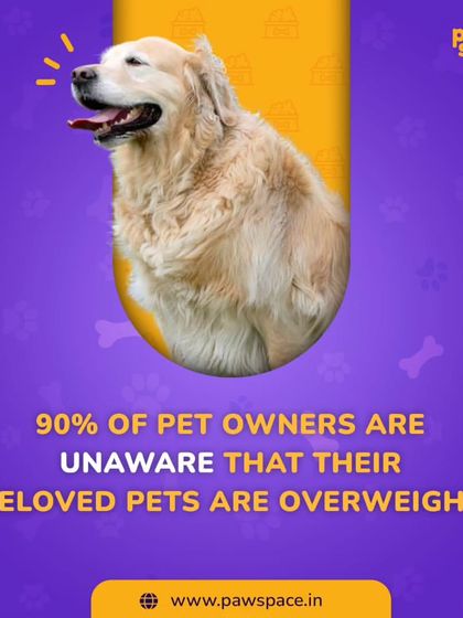 PawSpace - Dog Walking Essential Pet Care Tips photo 8