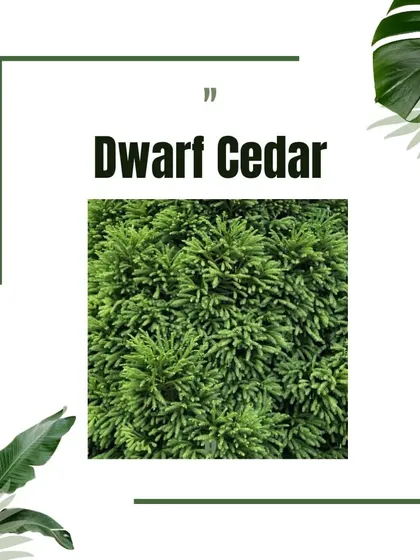Dwarf Cedar is an excellent option for adding evergreen texture and structure to a garden without taking up too much space.