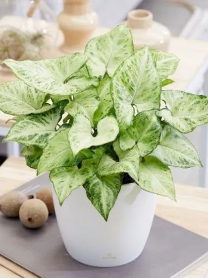 A Syngonium, or Arrowhead Plant, in a simple white pot is a versatile choice for any tabletop. Its variegated leaves add visual interest without overwhelming the space.