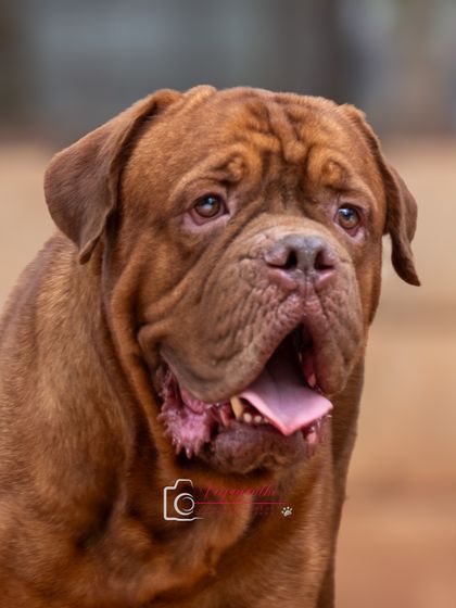 A handsome portrait of Rex, whose adoption photos helped him find a loving family.