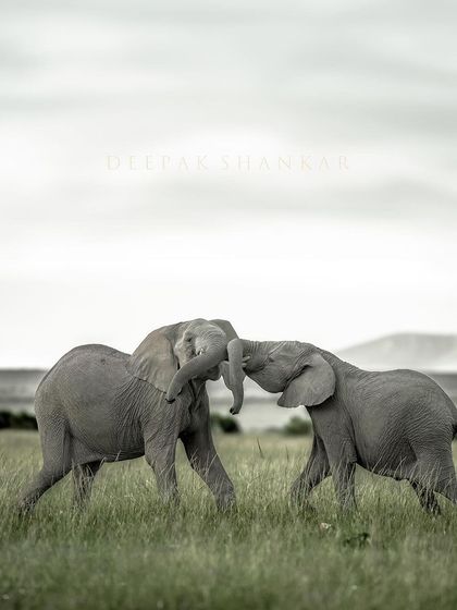 Strength and power in a fierce, friendly fight. This image captures the spirit and energy of youth in the elephant world.