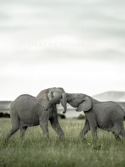 Two young elephants lock tusks in a playful test of strength. This is how they practice and establish dominance, a primal dance that is incredible to witness and photograph.