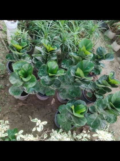 A batch of Fiddle Leaf Fig plants (Ficus lyrata) at the nursery. These are very popular for their large, violin-shaped leaves.