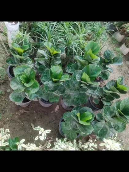 A batch of Fiddle Leaf Fig plants (Ficus lyrata) at the nursery. These are very popular for their large, violin-shaped leaves.