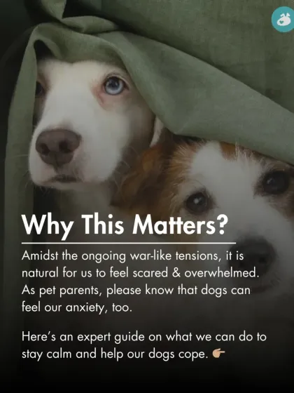 The Pack - Online Pet Parent Community A Voice for Every Dog photo 42